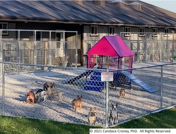 This photo shows the exterior kennel runs on the left with an elevated play structure featured predominantly in a gravel play area in the center .  The runs can be opened directly onto the play area.  There are both ramps and steps to the elevated play structure.  About 10 dogs are outside socializing in the fenced gravel area. 